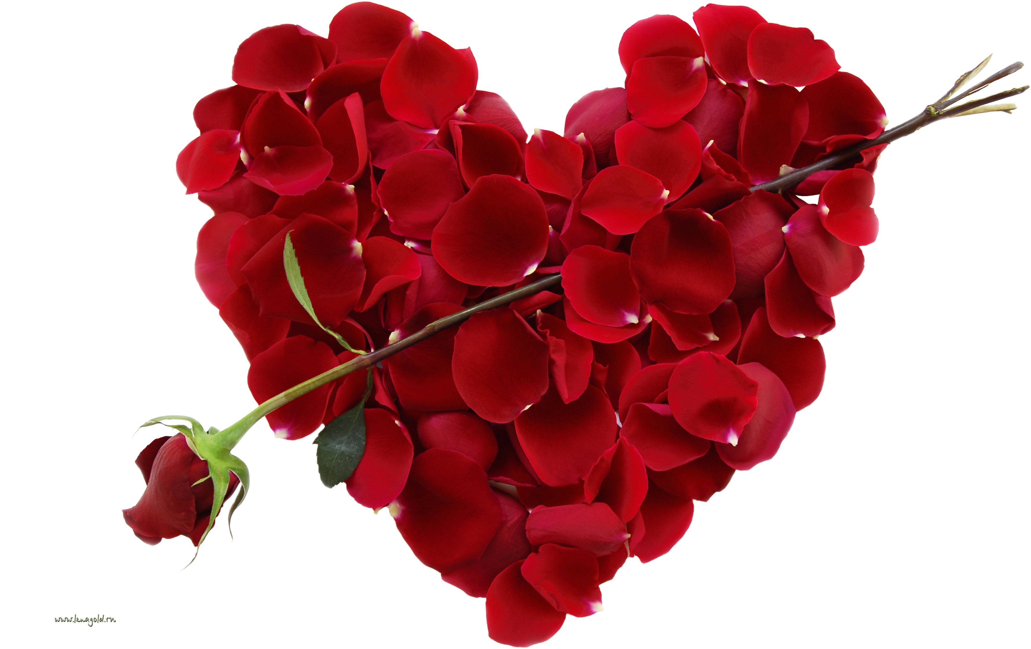 Rose Valentines Love Day Free Clipart HQ PNG Image
