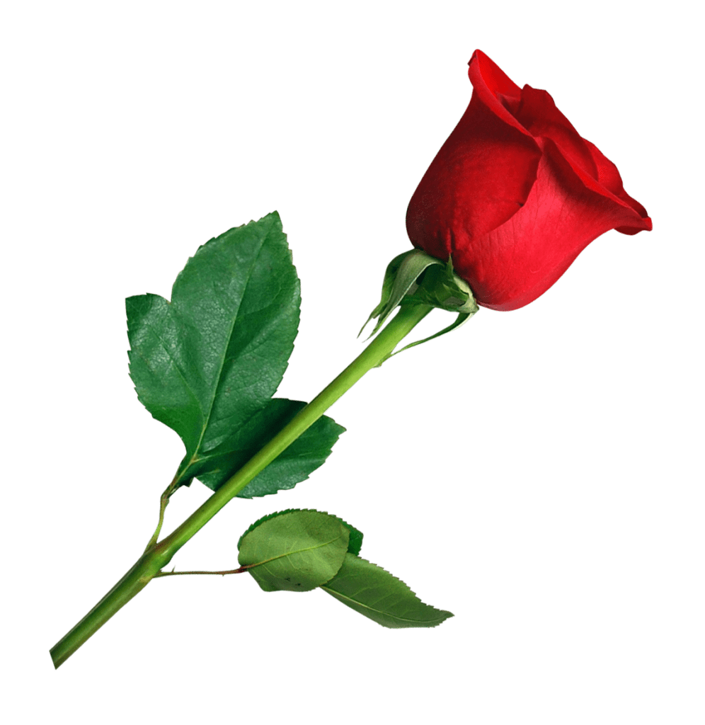 Rose Valentines Day Red Free Clipart HQ PNG Image