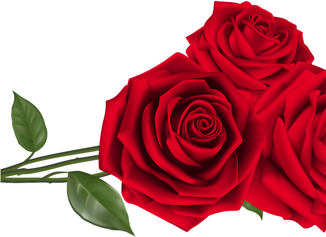 Rose Valentines Day Red Photos PNG Image