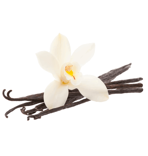 Vanilla Bean Free Download PNG Image