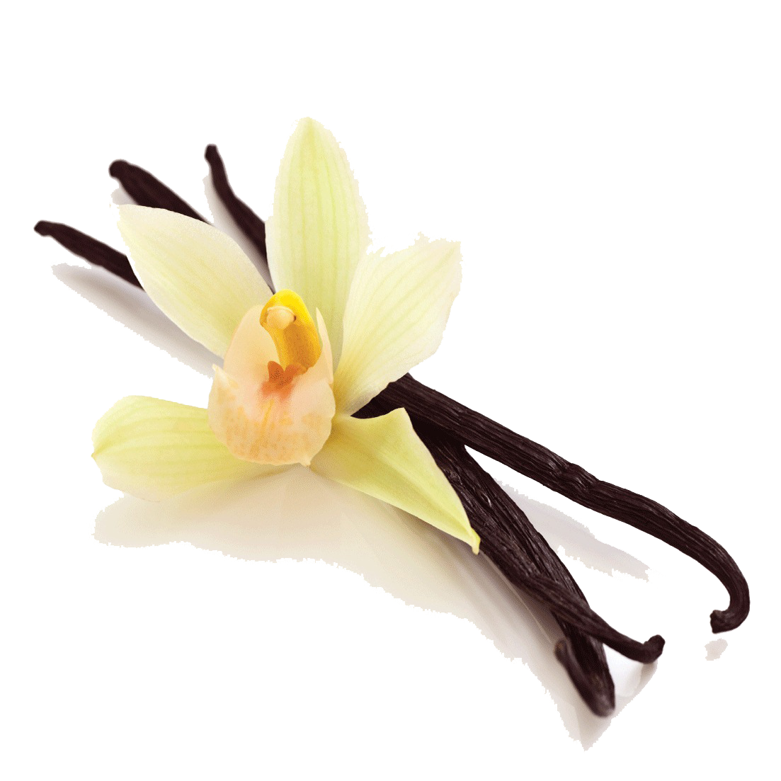 Vanilla Bean Picture PNG Image