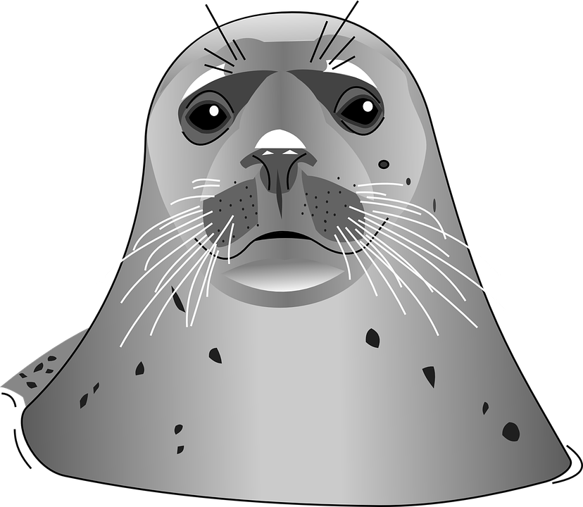 Harbor Vector Seal PNG Image High Quality PNG Image