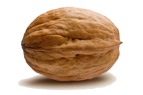 Walnut Png PNG Image