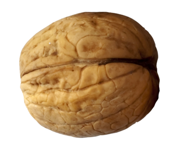 Walnut Png Picture PNG Image