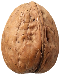 Walnut Png Clipart PNG Image
