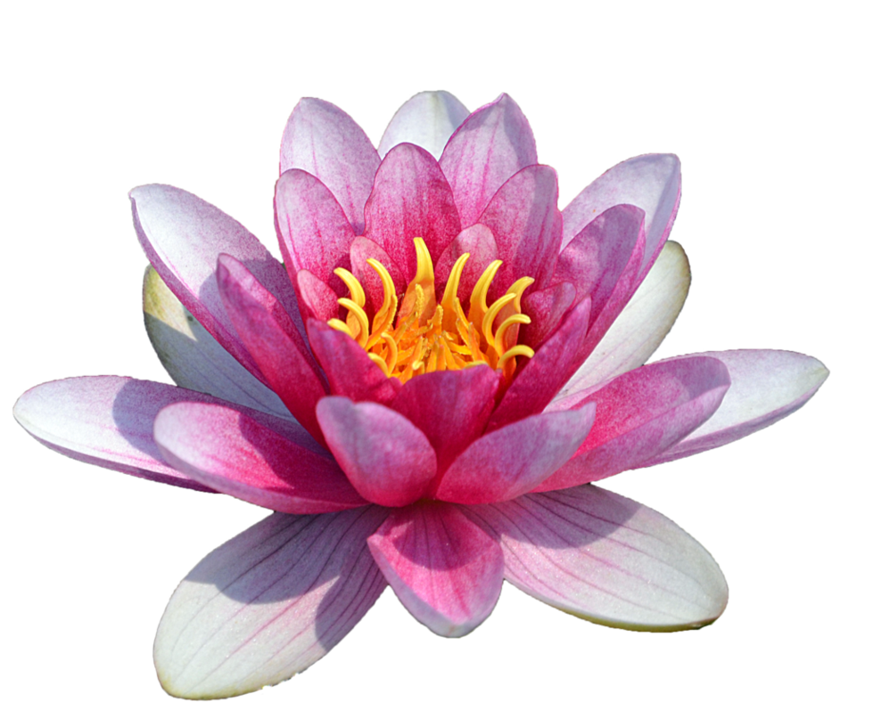 Water Lily Transparent PNG Image