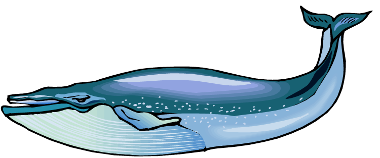 Blue Whale Hd PNG Image