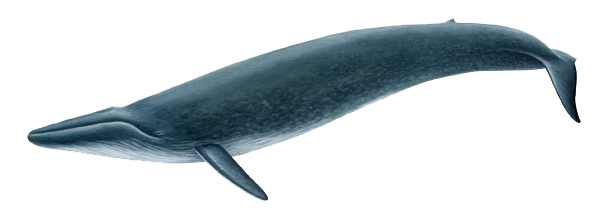 Blue Whale Picture PNG Image