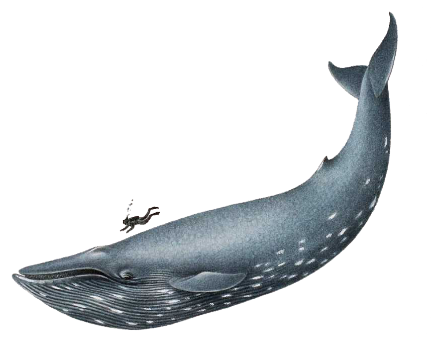 Blue Whale File PNG Image