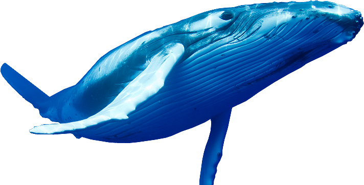 Blue Whale PNG Image