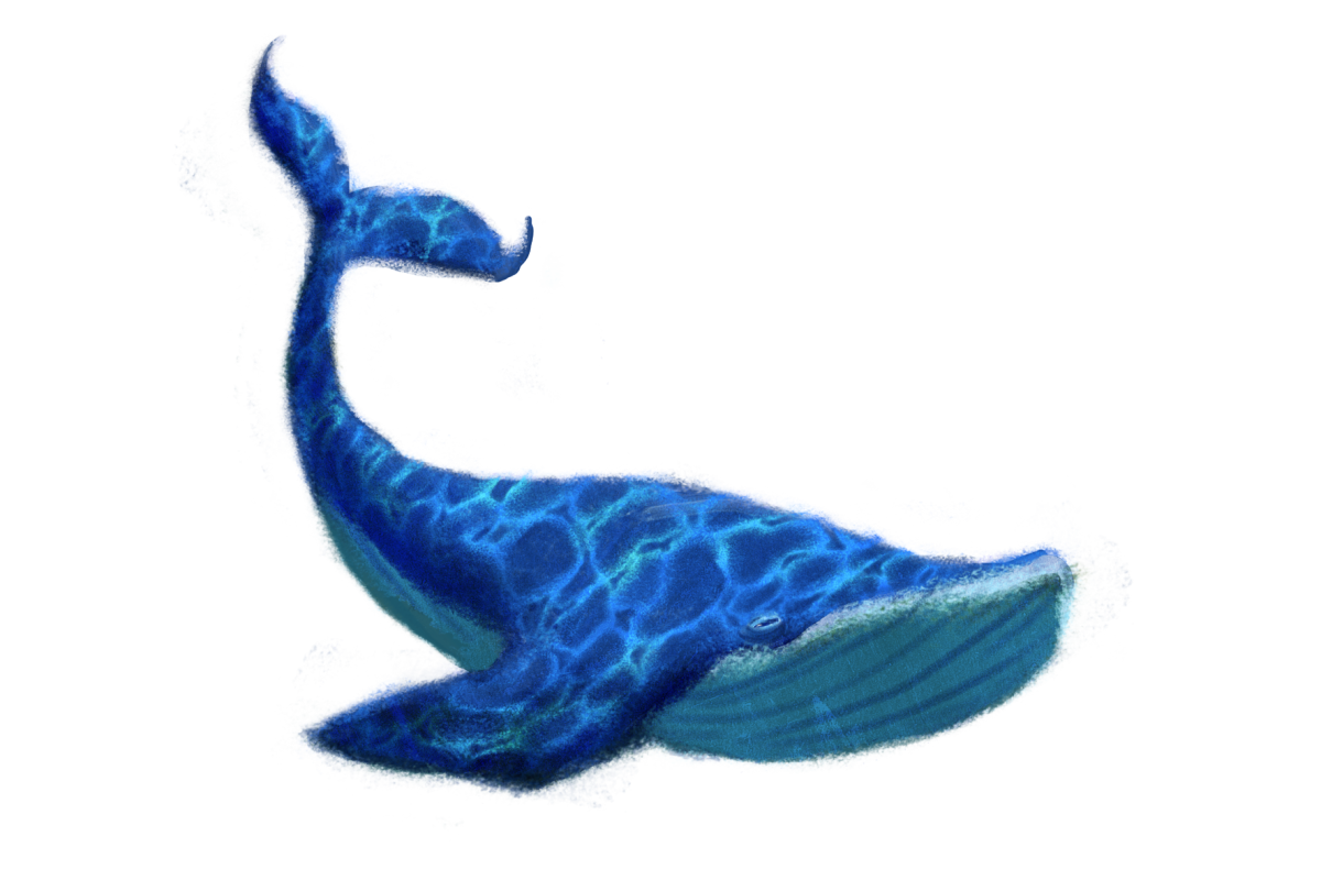 Blue Whale Transparent Image PNG Image