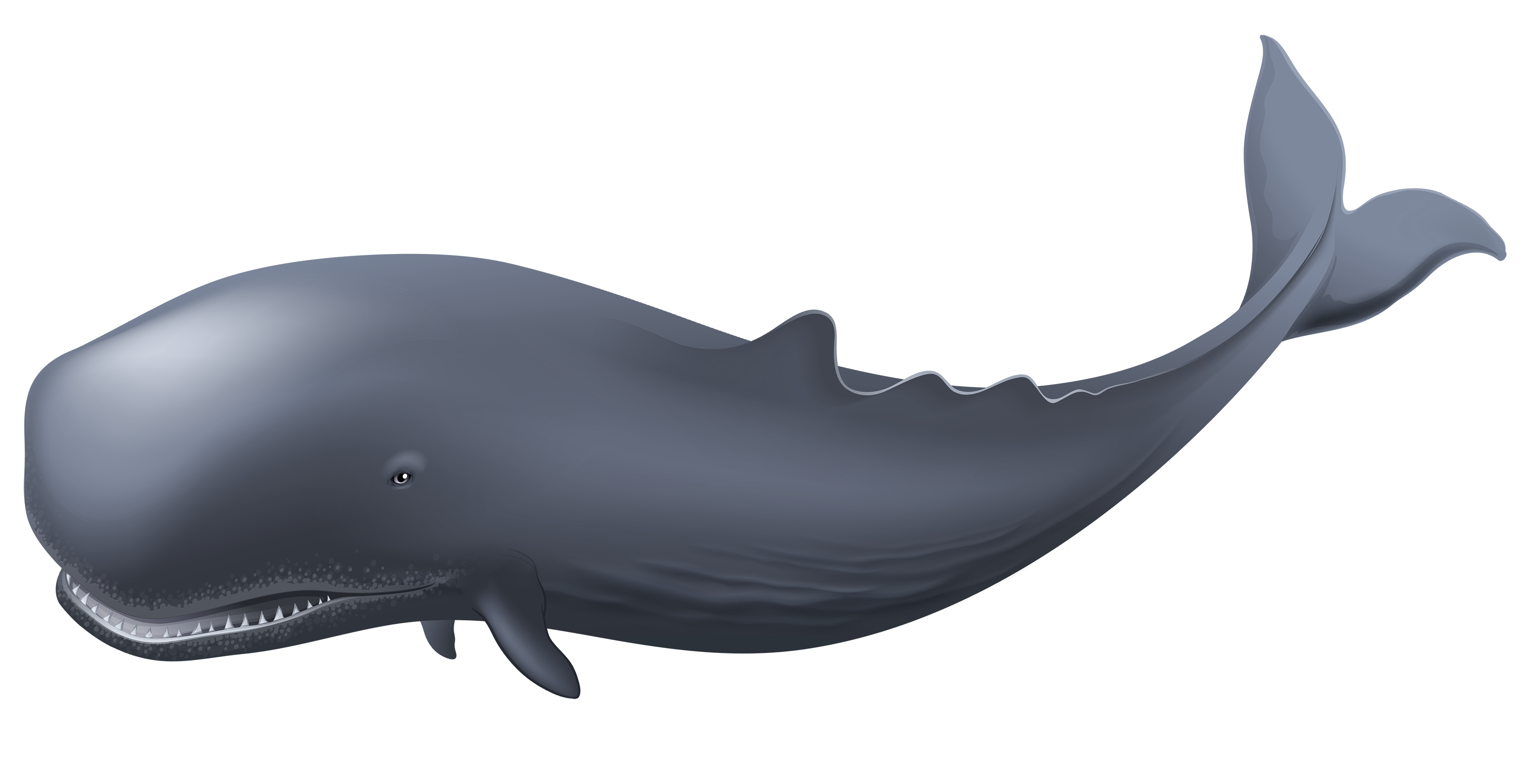 Blue Whale Clipart PNG Image