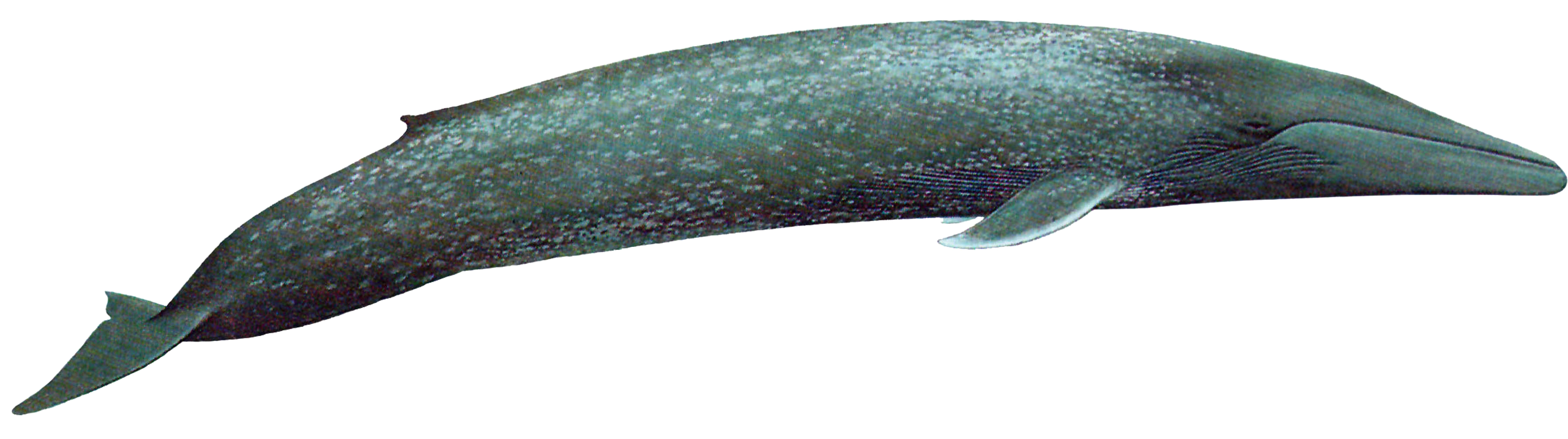Blue Whale Transparent Picture PNG Image