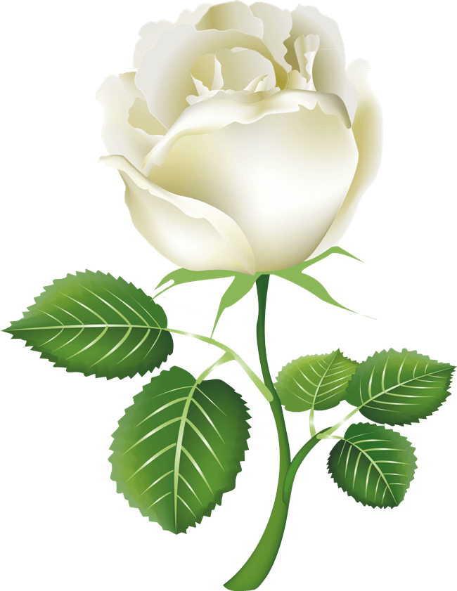 White Rose Picture PNG Image
