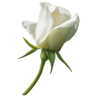22141-5-white-rose-bud-thumb.png