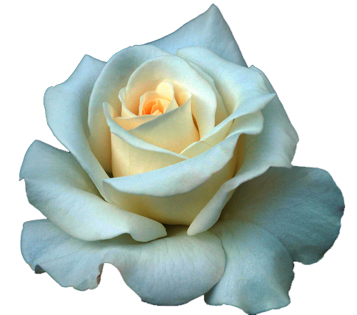 Full Grown White Rose PNG Image