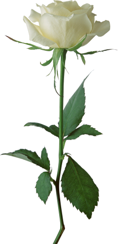 White Rose Transparent PNG Image