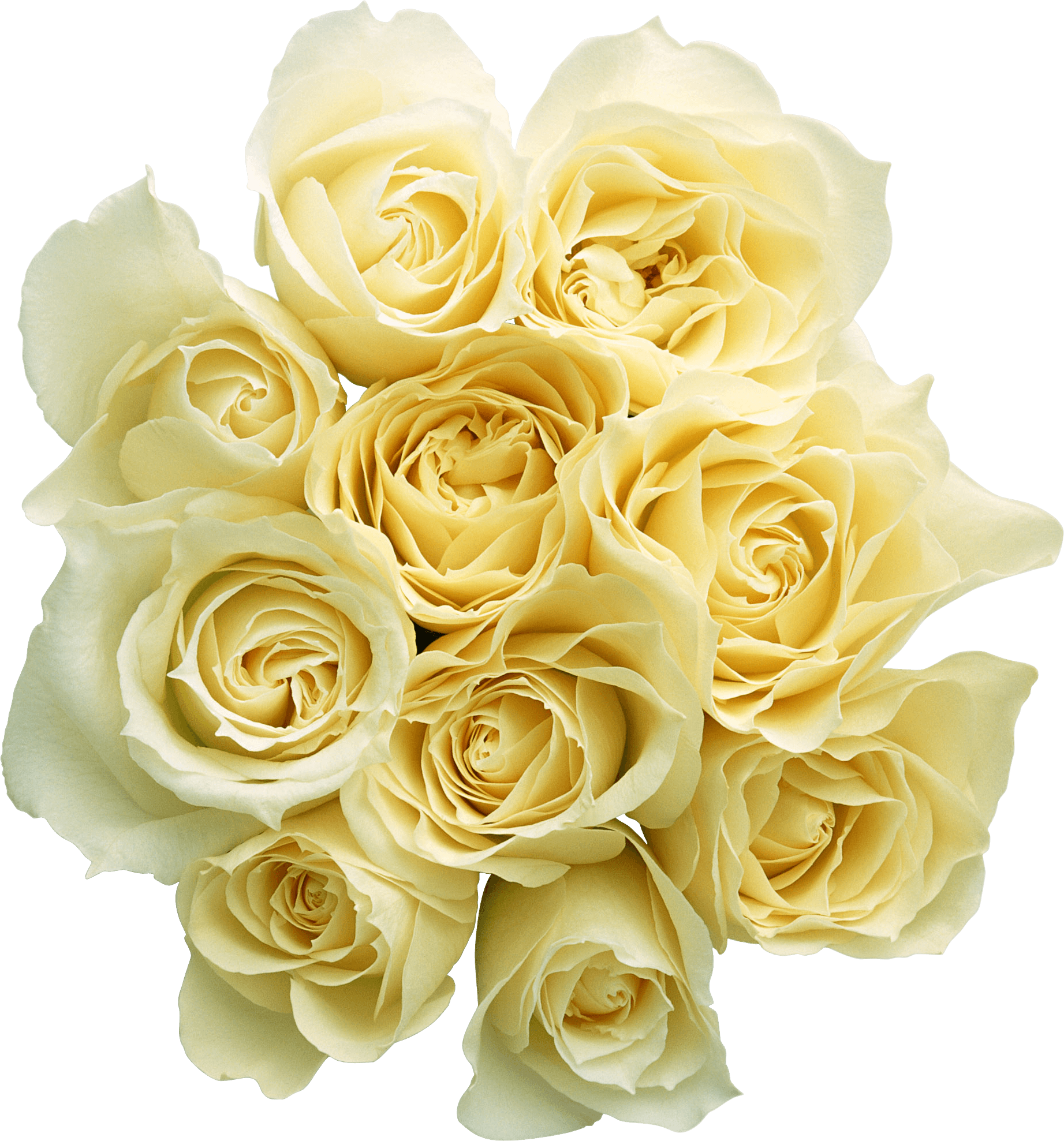 White Rose Png Image Flower White Rose Png Picture PNG Image