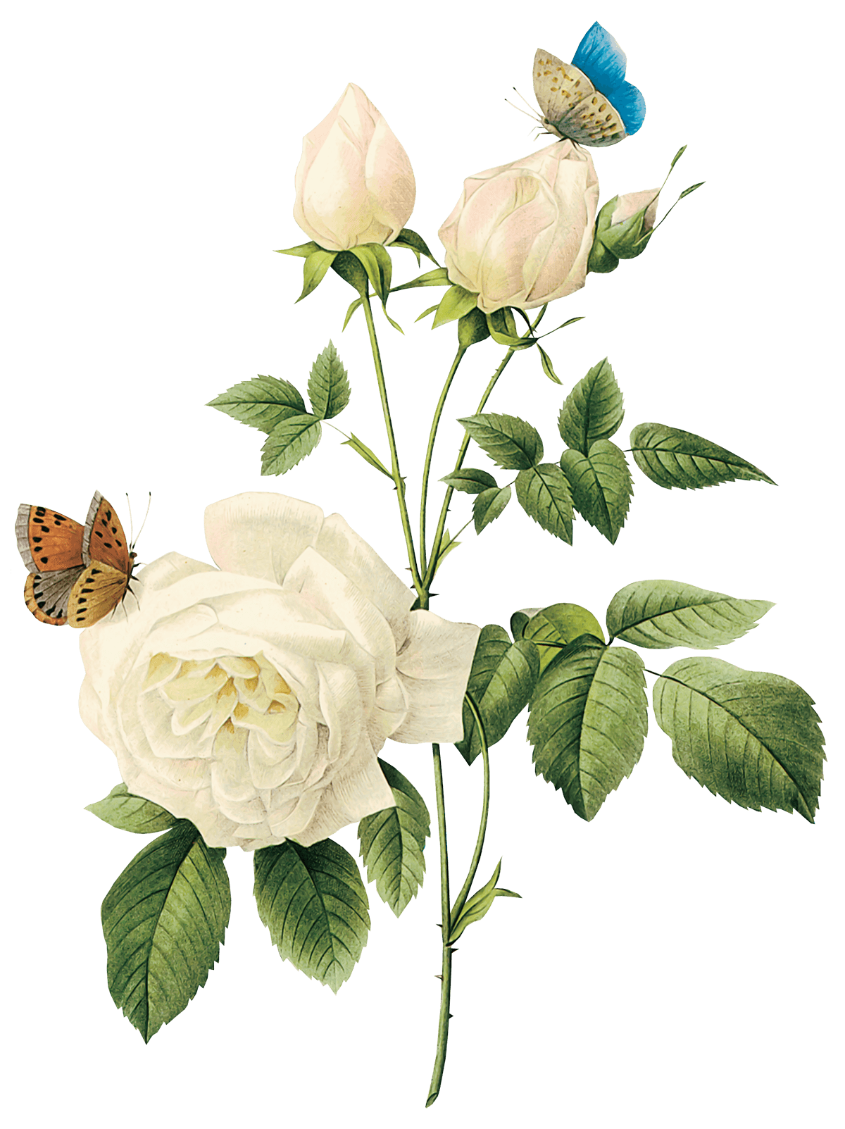 White Rose Png Image Flower White Rose Png Picture PNG Image