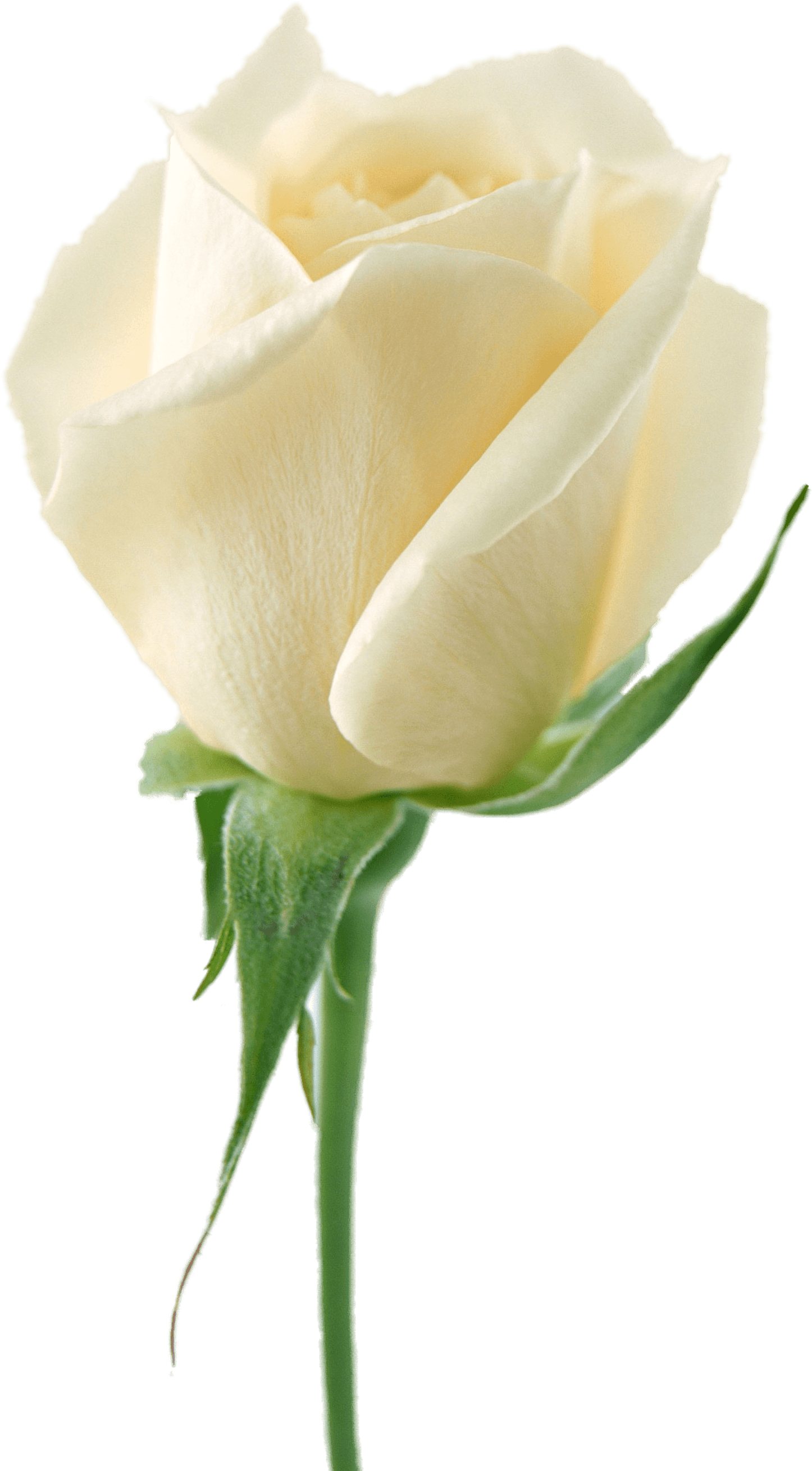 White Rose Png Image Flower White Rose Png Picture PNG Image