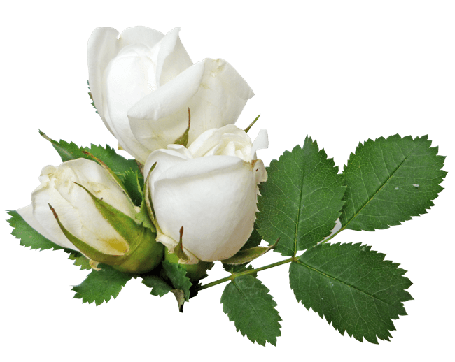 White Rose Png Image Flower White Rose Png Picture PNG Image