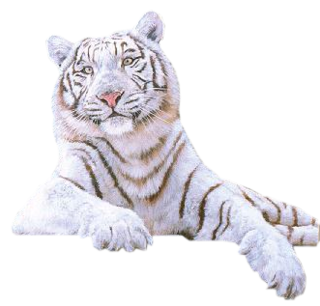 White Tiger Png Picture PNG Image