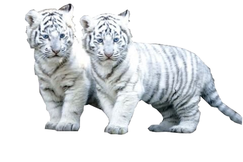 White Tiger Png File PNG Image
