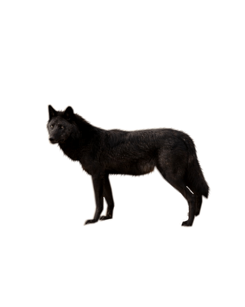 Wolf Png Image Picture Download PNG Image