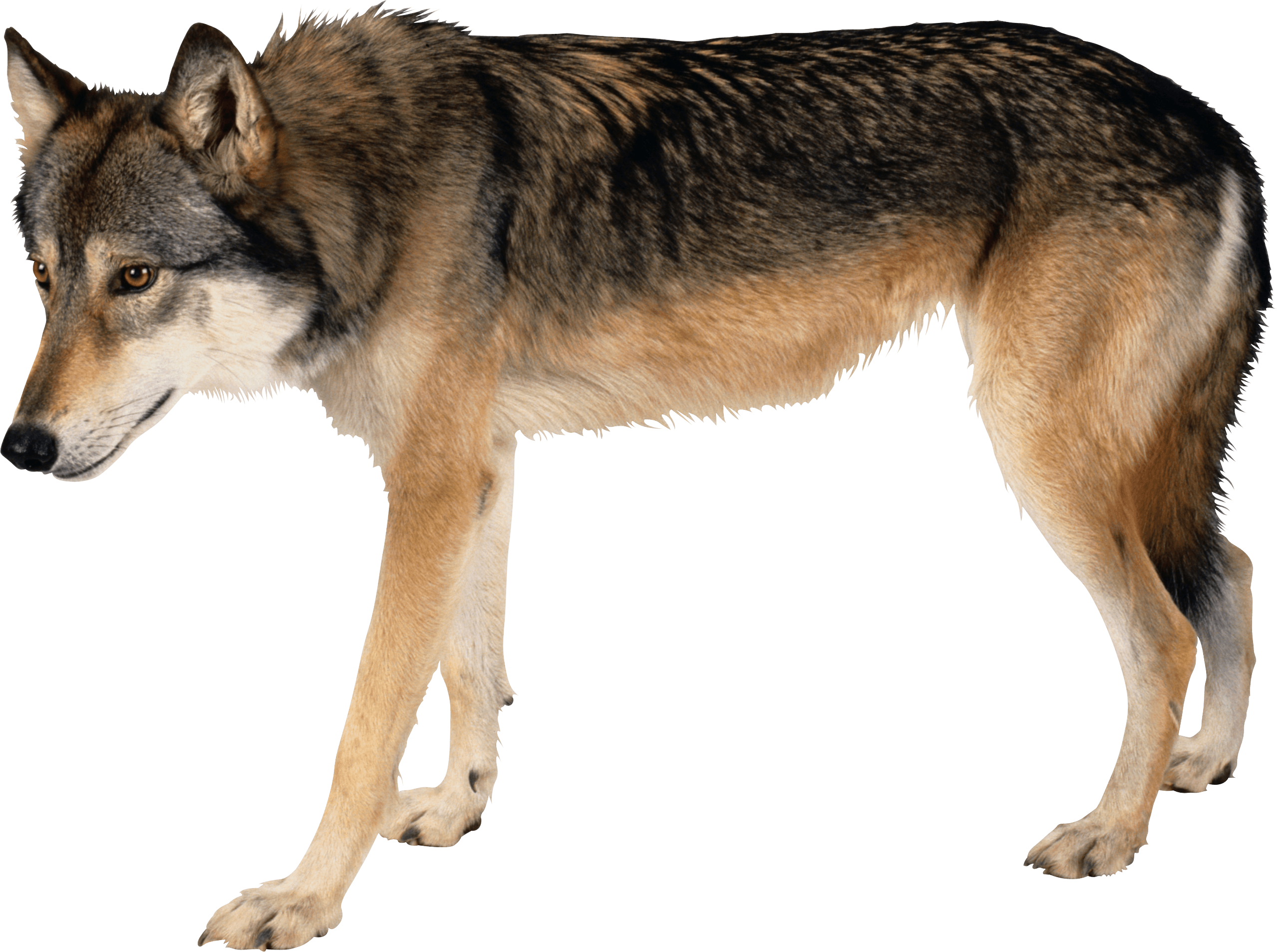 Wolf Png Image PNG Image