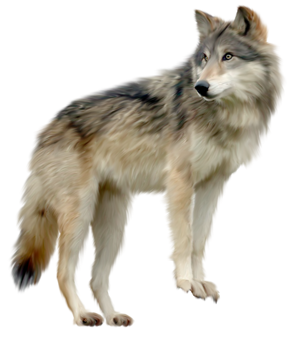 Wolf Png Images PNG Image