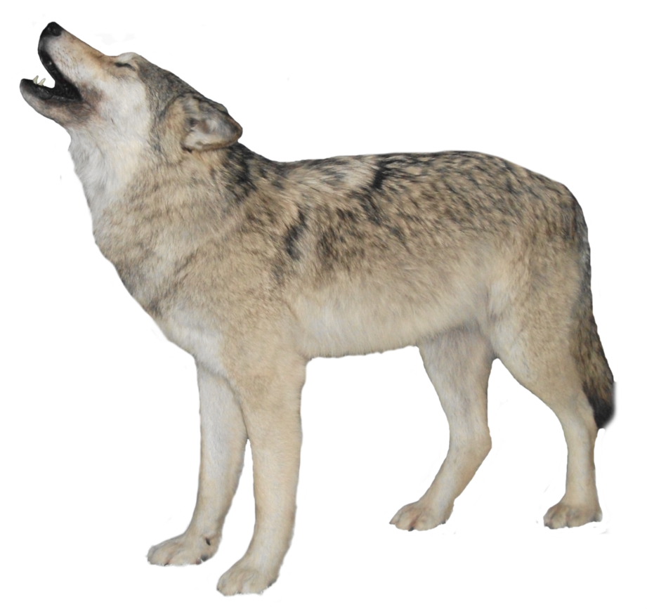 White Wolf Transparent Background PNG Image