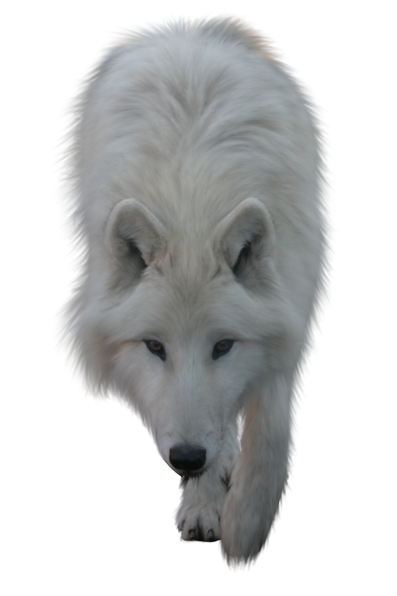 Wolf Png Picture PNG Image