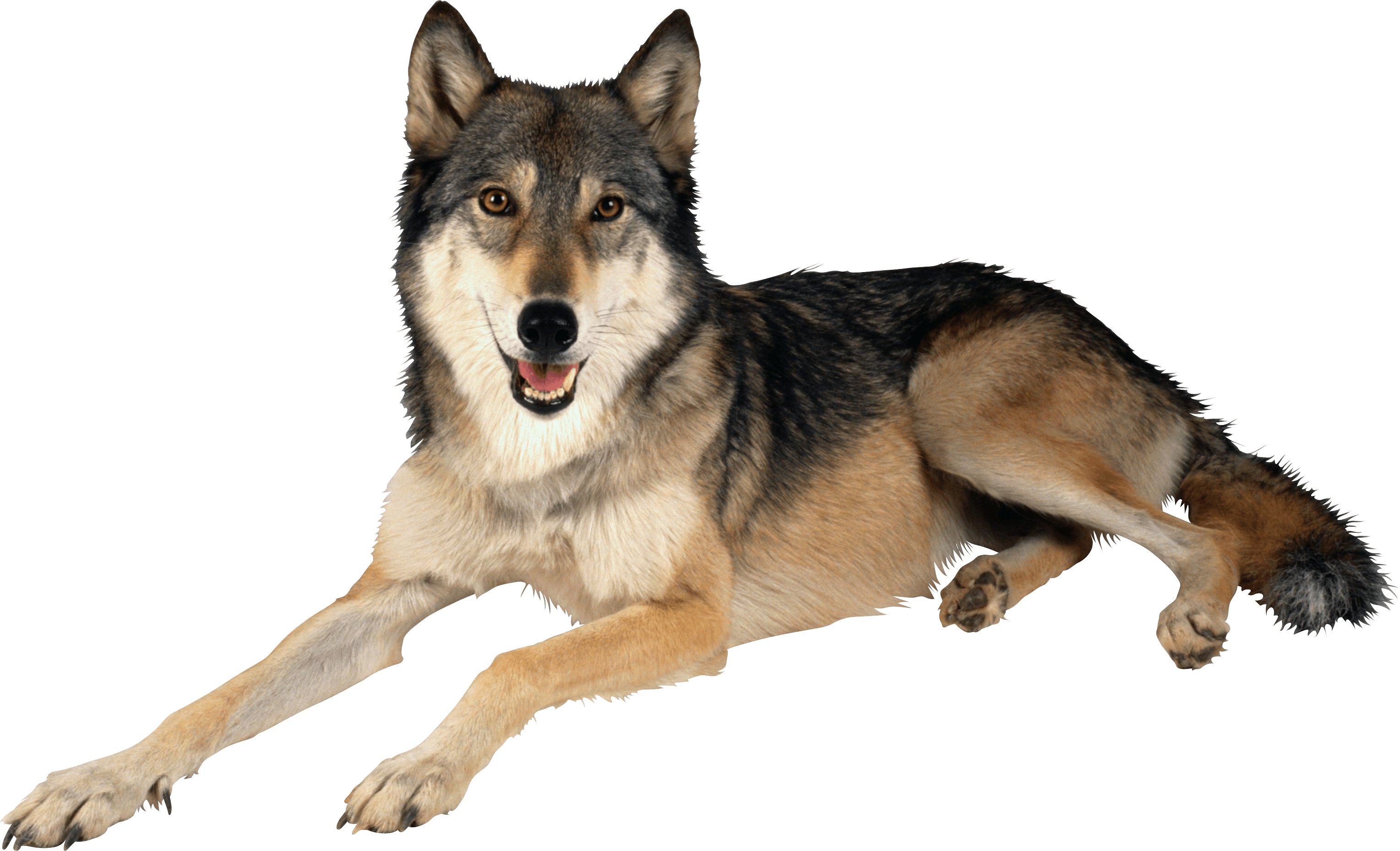 Wolf Png Image PNG Image