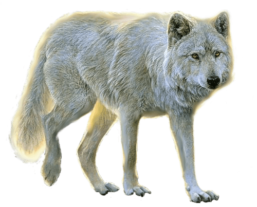 Wolf Png Image Picture Download PNG Image