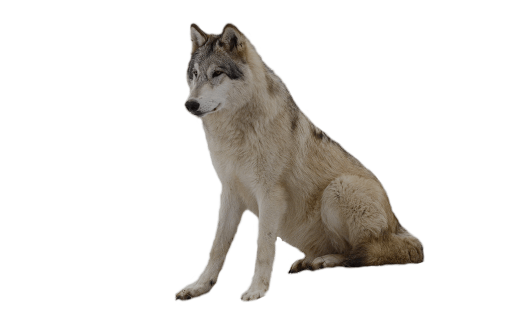 Wolf Png Image Picture Download PNG Image