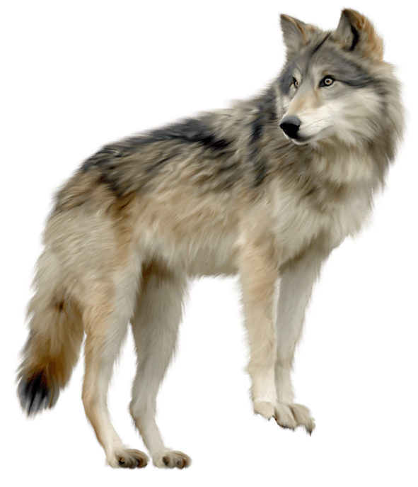 Wolf Png Image Picture Download PNG Image