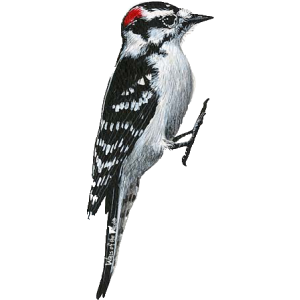 Woodpecker Png Clipart PNG Image