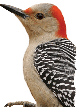 Woodpecker Png PNG Image