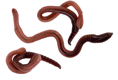 Worms Png PNG Image