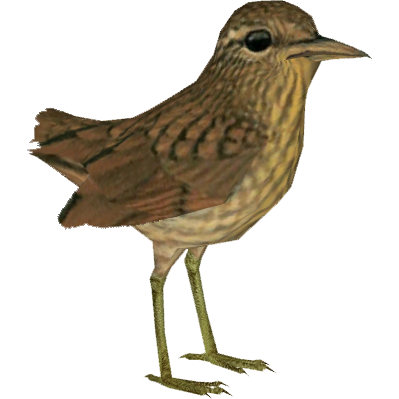 Wren Transparent PNG Image