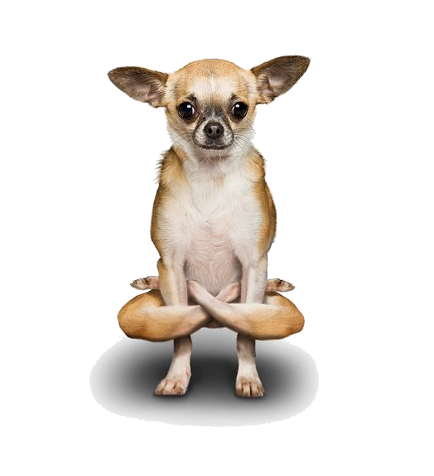 Doga Chihuahua Yoga Poodle Dogs Free PNG HQ PNG Image