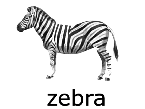 Zebra Transparent PNG Image