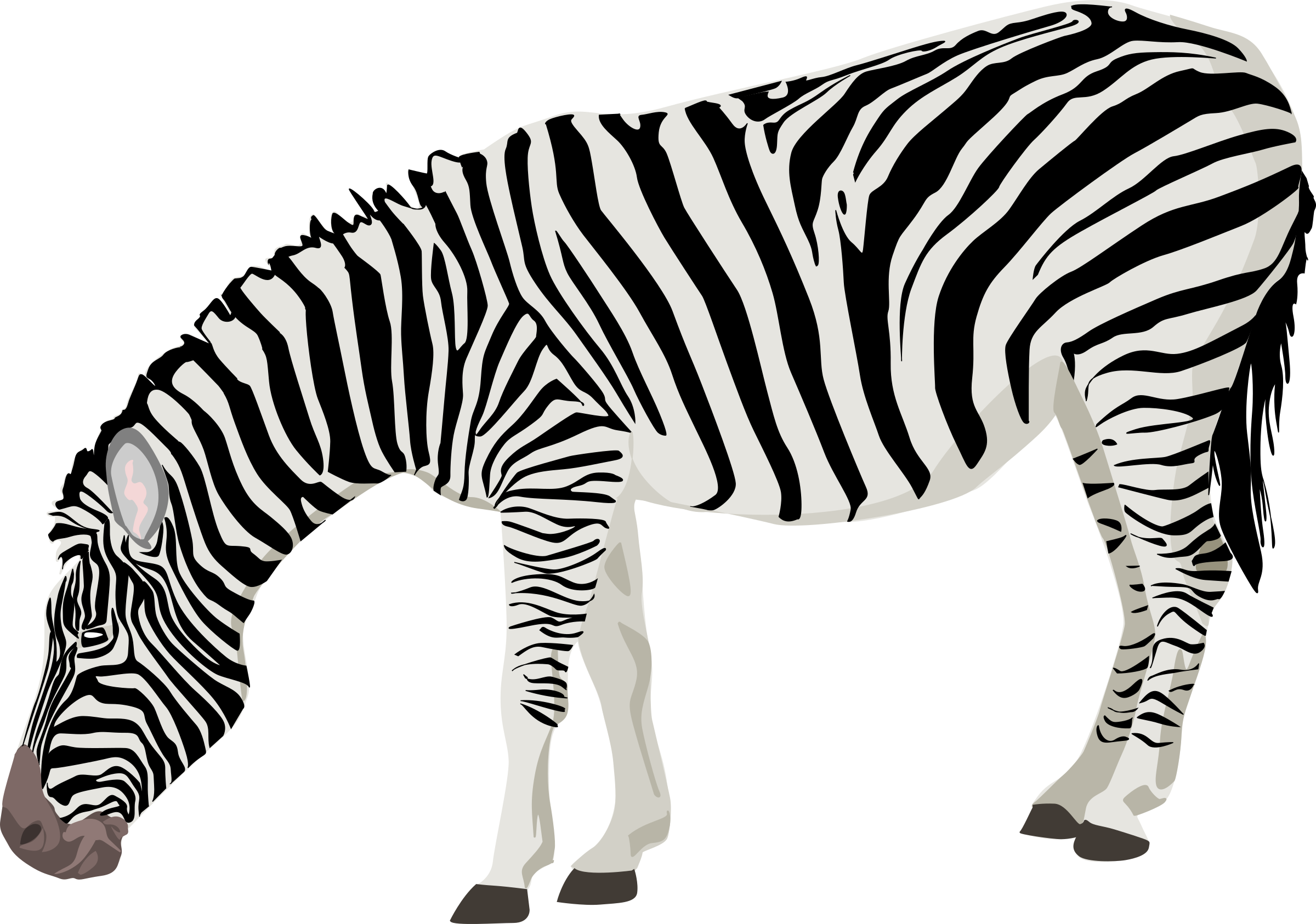 Zebra Photos PNG Image