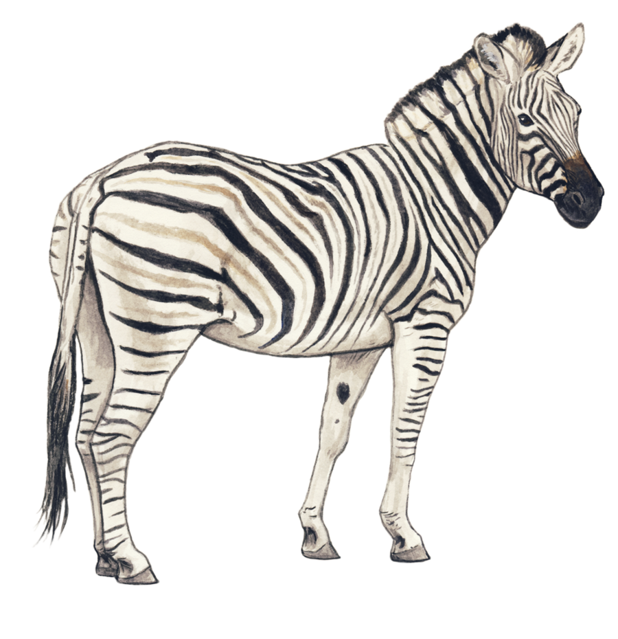 Zebra Clipart PNG Image