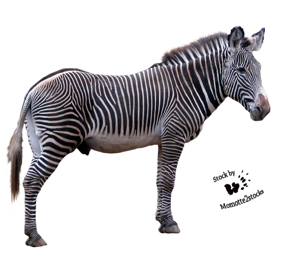 Zebra Picture PNG Image